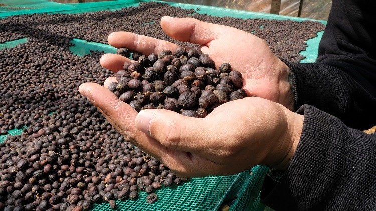 ベトナムコーヒーに使われている豆の種類について | ヴィー