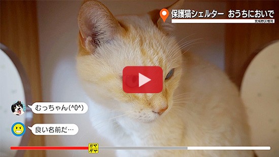 #472保護猫シェルター おうちにおいで②