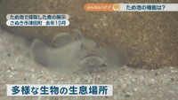 ため池で採取した魚の展示　2025年10月　さぬき市津田町
