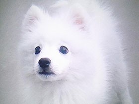 ペットショップから盗まれた日本スピッツ生還　容疑者２人を逮捕