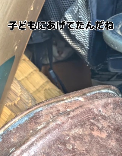 子猫にあげていたという（三吉さん提供、Instagramよりキャプチャ撮影）