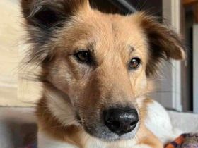 パナソニック保護犬猫譲渡会　NPO法人わんにゃんレスキューOHANAから参加予定の犬たち（10） 