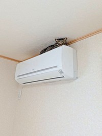 信頼関係が崩壊！？ エアコン上に籠城した紬ちゃん（画像提供：つばきさん）