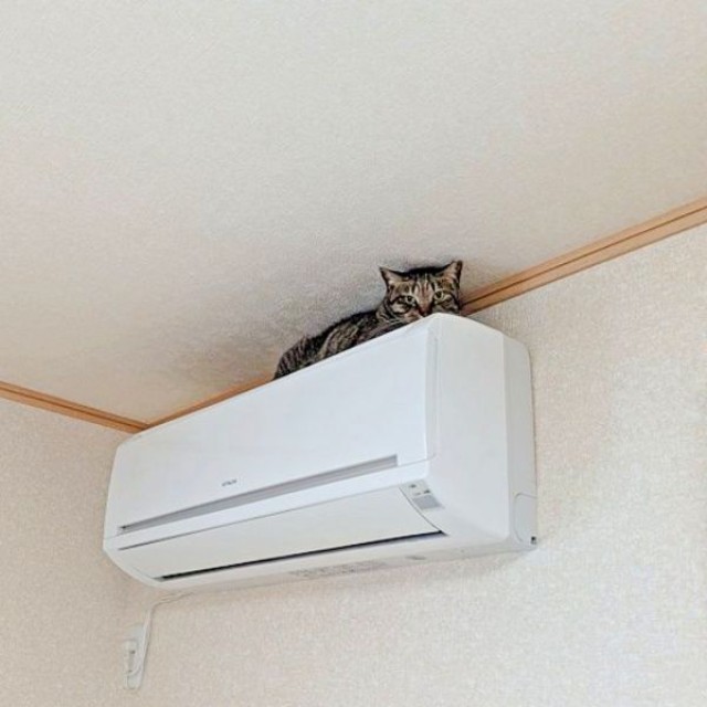 信頼関係が崩壊！？ エアコン上に籠城した紬ちゃん（画像提供：つばきさん）