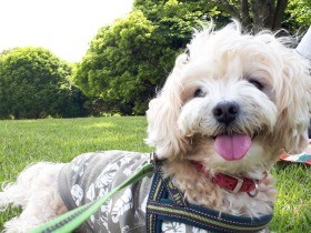 暑くなってきたから高原に涼みにきたよ　マルプー「ラスク」、これからもずっと一緒に