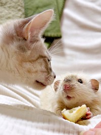 種族は異なっても同じ家族。くんくんするマチュちゃん（画像提供：きなこ@針村さん）