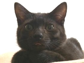 漂白剤をまかれていた子猫　抱かれて人の耳たぶを吸う甘えん坊に