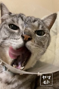 カテーテルで栄養を摂っている時は元気でいられる＝ヤマモトさんさん（@Yamamoto_1112_）提供
