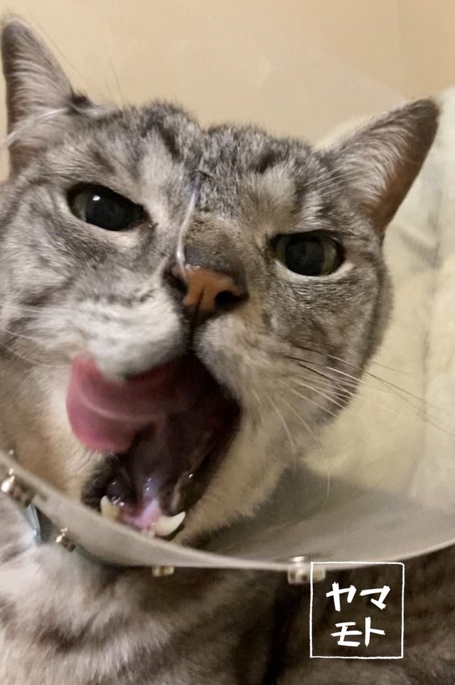 カテーテルで栄養を摂っている時は元気でいられる＝ヤマモトさんさん（@Yamamoto_1112_）提供
