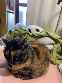 ヒーターが入れ忘れたら不機嫌な面持ち＝牧利江子@コミックエッセイストさん（@toriatamaxp）提供