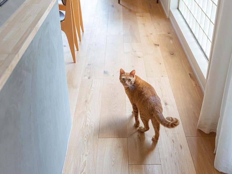 お部屋を案内してくれるそうです