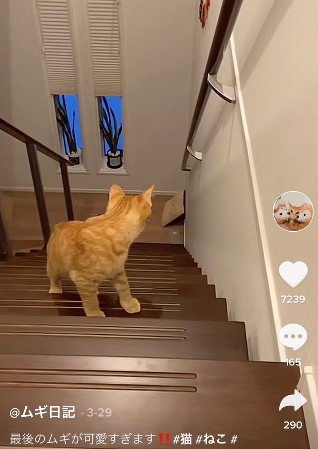 嘘だろ…もうあんなところに…（TikTokよりスクショ）