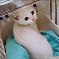 保護後、不安げな表情を浮かべるるるさん（画像提供：あるくきくらげさん）