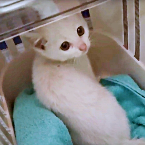 保護後、不安げな表情を浮かべるるるさん（画像提供：あるくきくらげさん）