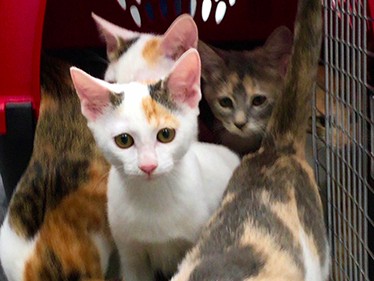  新作映画に登場する１１匹の猫　空想相手がついにリアルに