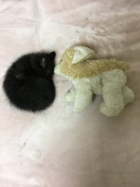 まさにぬいぐるみサイズ（画像提供：黒猫のこねろくさん）