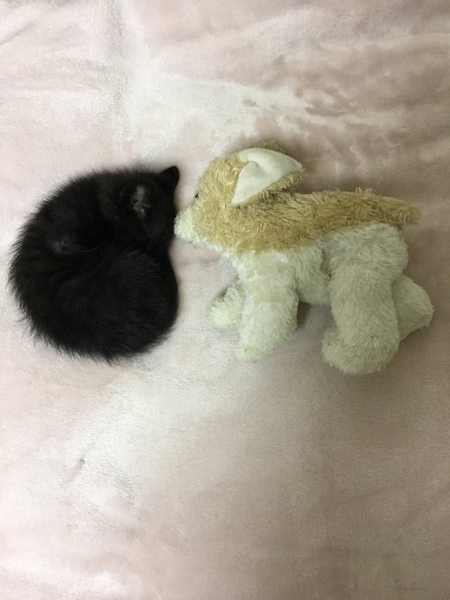 まさにぬいぐるみサイズ（画像提供：黒猫のこねろくさん）