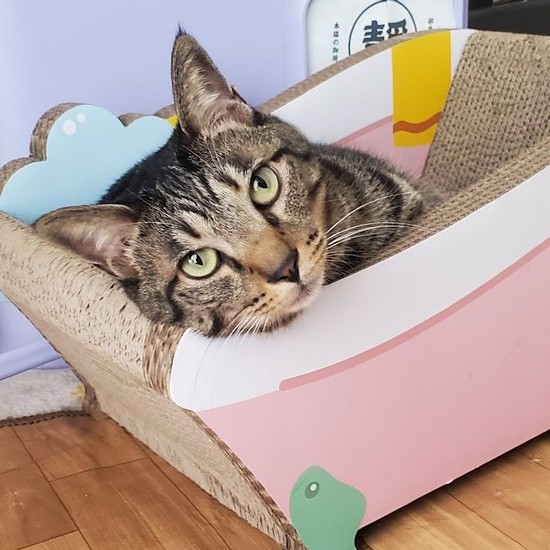 「コロナが収束して、みんなの“いつものごはん”が、またいつでも手に入るようになるといいね」