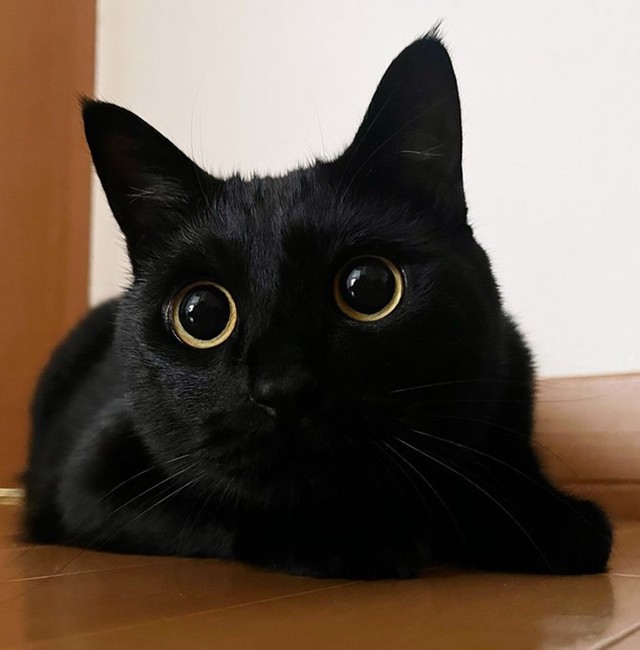 大きなお目々（画像提供：うに3才さん）