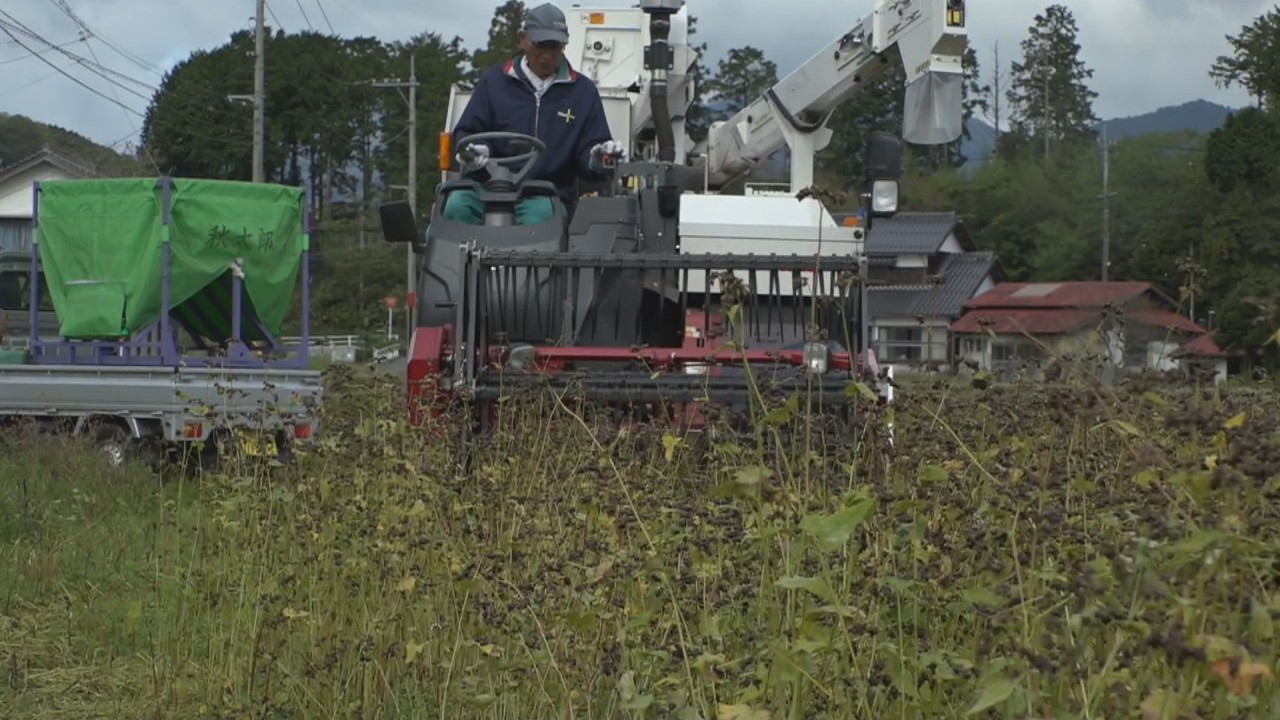蒜山高原でソバの刈り取り 新そばの季節はすぐそば 岡山 真庭市 Ksbニュース Ksb瀬戸内海放送