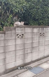猫がいる！（青木さん提供、Instagramよりキャプチャ撮影）