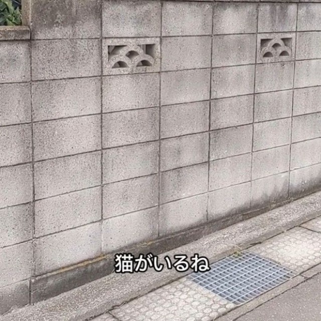 猫がいる！（青木さん提供、Instagramよりキャプチャ撮影）