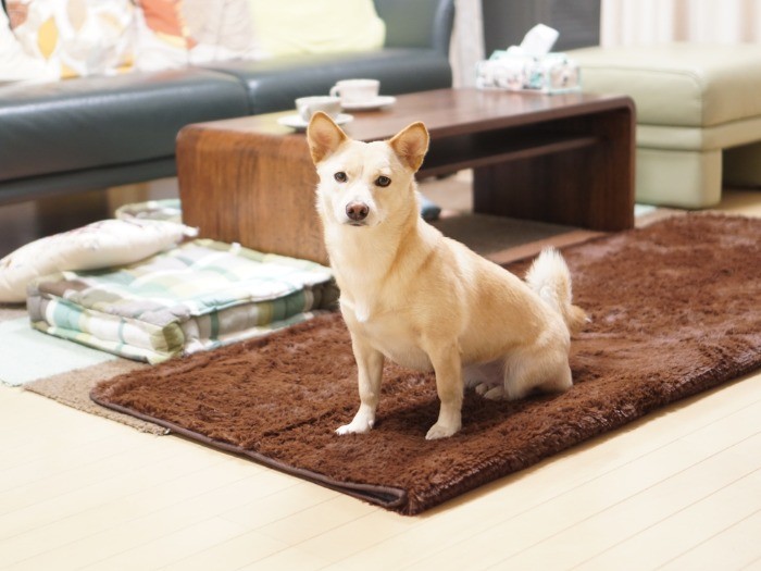 いつも過ごしているマットの上で（マット何枚目かな）