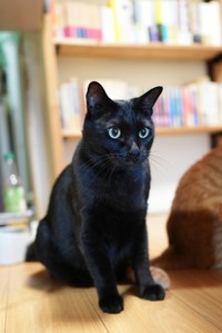 よる。食欲旺盛でマッチョな体が魅力