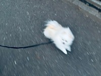 風と一体化！？ 猛スピードで走るこめたくん（画像提供：おこめ屋さん）