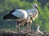 コウノトリの親子　(5.8撮影　まんのう町提供)