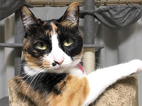 夜はいつも腕まくらで眠ってる　保護猫の三毛猫「いちご」