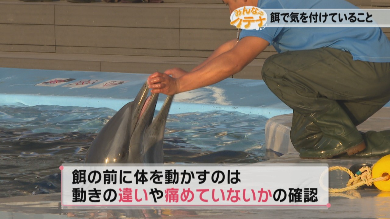 水族館でのエサの工夫は？ 飼育担当はどう決める？ 四国水族館で聞いてみた 香川【みんなのハテナ】 | KSBニュース | KSB瀬戸内海放送