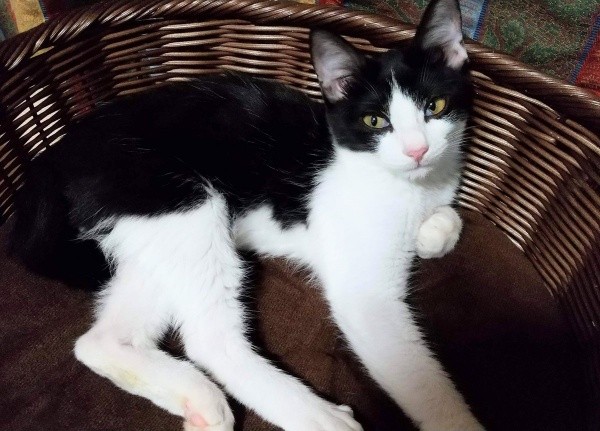 家に迎えられて間もない頃の朔ちゃん（画像提供：cittaちゃん）