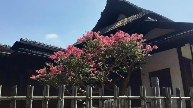 岡山後楽園で百日紅（サルスベリ）が見頃　100日咲く！？美しい夏の花　岡山