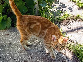 他人の猫を虐待し殺した罪認める 「ばれなければいいと思った」