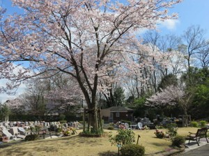 桜の下で眠りたい　同じ思いを抱いた人たちが育む絆　「仲間がいるから死は怖くない」