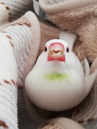 「緑色のお胸のお陰で、多くの方々に笹を知って頂ける様になりました」（提供：笹さん）