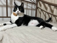 凛々しいイケニャンになったたいやきくん（画像提供：みりん たいやきさん）