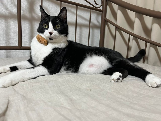 凛々しいイケニャンになったたいやきくん（画像提供：みりん たいやきさん）