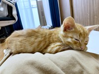 保護から3日後、飼い主さんのお腹上で眠るむぎちゃん（画像提供：むぎと人間さん）