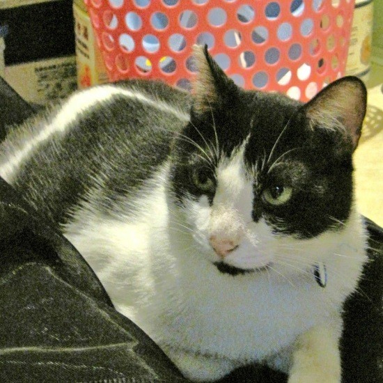 お気に入りの脱衣所の洗濯物を入れるバッグの上に座りご満悦な様子