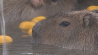 ゆず湯につかるカピバラ　池田動物園　岡山・北区京山