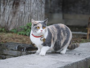 不採用通知が届く度、もう会えない「ニャンコ先生」を想った