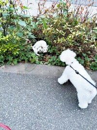 散歩中、茂みにいるてまりくんをみつけたらふくん（画像提供：てまり らふ ビスコさん）