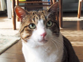 ガリガリ瀕死の状態で保護した猫　魔法のように快復、イケメンに