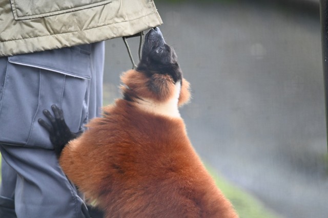 人に慣れ飼育員さんと仲良しの個体も