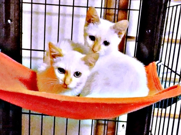 ハンモックで寄り添う（左から）ひなたちゃん、姉妹のジュリちゃん（画像提供：hinataさん）