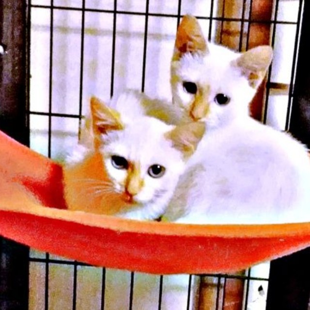 ハンモックで寄り添う（左から）ひなたちゃん、姉妹のジュリちゃん（画像提供：hinataさん）