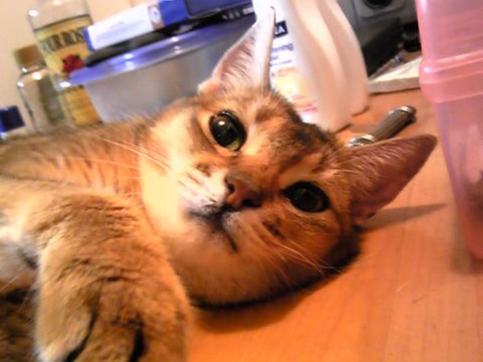 この子が勝ち気娘、ディーナさん（本名：ダイアナ）。この子との出会いもドラマてんこ盛りでした！