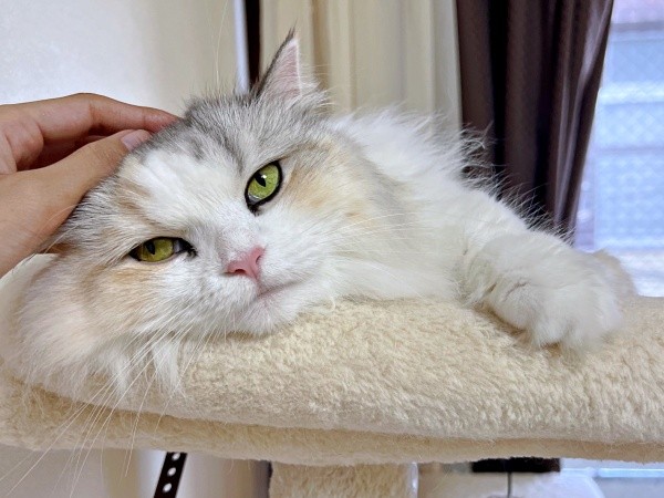 「撫でたらおやつ、ね？」ツンデレめるちゃん（画像提供：めるちゃんだよさん）